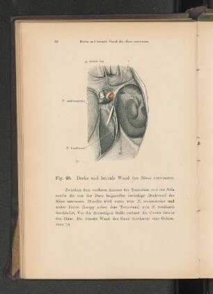 Fig. 48. Decke und laterale Wand des Sinus cavernosus.