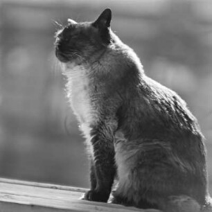 Katze auf der Fensterbank