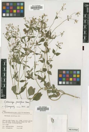Galinsoga parviflora Cav.