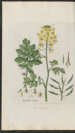 67. Sinapis alba