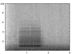 Kleinspecht | Dendrocopos minor - Trommeln