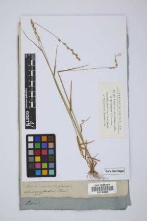 Lolium rigidum Gaudin