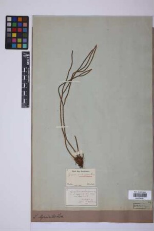 Phlegmariurus myrsinites (Lam.) B. &Oslash;llg.