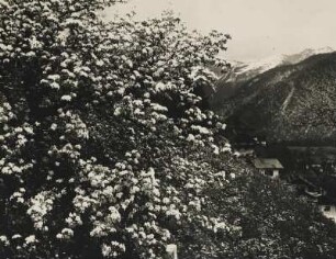 Mittenwald. Oberbayern. Blühender Baum im Früling