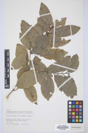 Ocotea foetens (Ait.) Benth. & Hook. f.