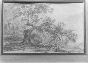 Abgebrochener Baum