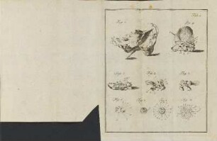 Illustration: Kupferstich. Tab. 1.