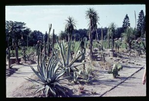 Botan. Garten 23.8.64.