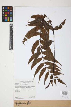 Asplenium feei Kunze ex Fée