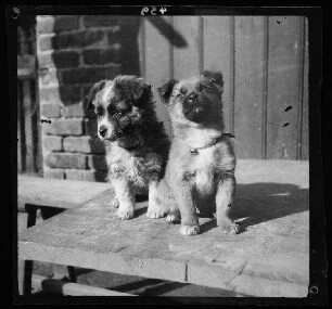 Fresnes-les-Montauban (Dep. Pas-de-Calais, Frankreich): 2 Hundewelpen ("[Leutnant] Ortners Hunde")