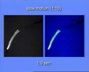 Die räumliche Struktur von Lichtblitzen beim Polychaeten Eusyllis blomstrandi (Annelida)