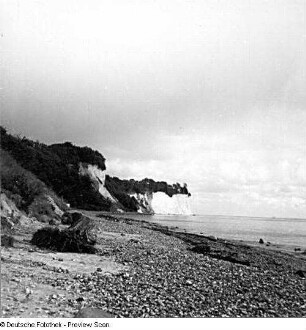 Rügen. Jasmund. Gakower Ufer bei Saßnitz. Kreidefelsen über der Schorre mit Stubben