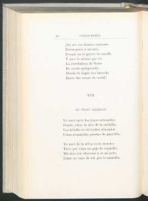 VIII - El pecho amarillo