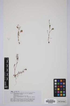 Rumex bucephalophorus canariensis (Steinh.) K. H. Rech.
