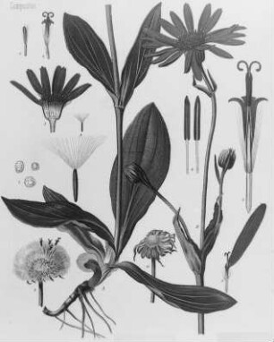 Arnika (Arnica montana), farbig : Geographie | Wirtschaftsgeographie | Reizmittel, aetherische Öle und Duftstoffe liefernde Pflanzen | Tabak, Arzneipflanzen und Ölpflanzen