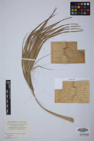 Chamaedorea ernesti-augusti H.Wendl.