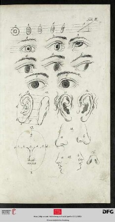 Taf. II Augen, Ohren und Nase [(Proportionen; div. Ansichten)]