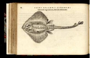 Laeuiraiae cognomento, Miraleti delineatio