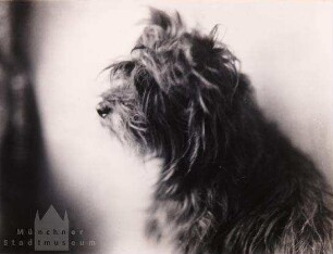 Hund "Teufel"