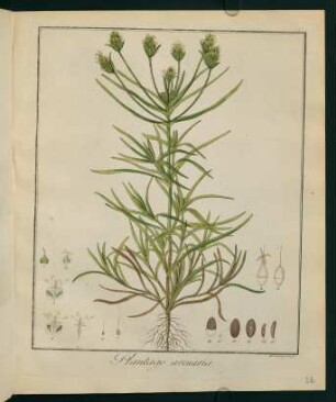 26r, Plantago arenaria