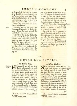 VIII. Motacilla Sutoria