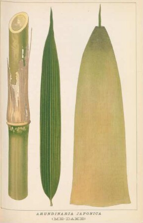 Arundinaria Japonica