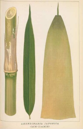 Arundinaria Japonica