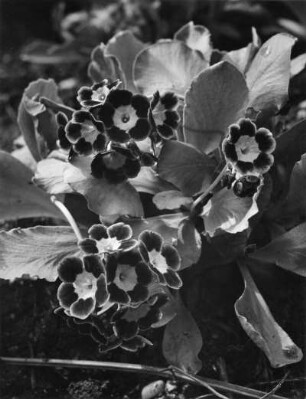 Aurikel (Primula auricula), Gattung der Primeln, weitere Namen sind Flühblümchen (Schweiz), Alpenschlüsselblume, Petergstamm, Solanotsch, Zollitsch und Platenigl sowie Gemsbluaml (Oberbayern)