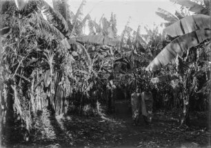 Bananenhain : Blick in einen Bananenhain. Mittig stehen zwei Personen