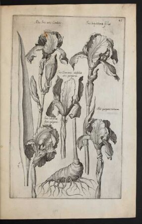 Taf. 41 [Iris]