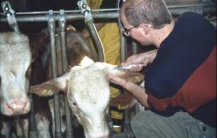 Fotografie: Precision Livestock Farming, Tieridentifikation, Ohrmarke