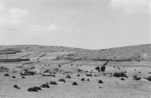Trockenfelder der Berber : Blick über eine Plantage