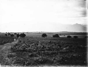 Weg in der Savanne : Blick auf einen Weg in der Savanne. Im Hintergrund eine Gebirgskette