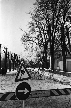 Baumschnittarbeiten an den Eschen und Kastanien in der Rastatter Straße beim Schloß Rüppurr.
