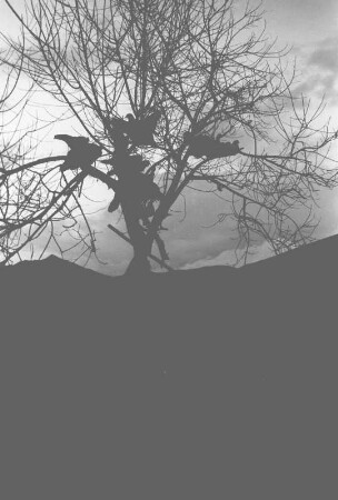 Vögel auf einem Baum (Lateinamerika-Aufenthalte 1934/1942 - 2. Kolumbien 1934-1937)