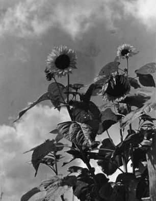 Sonnenblumen. Pflanze gegen Wolken am Himmel