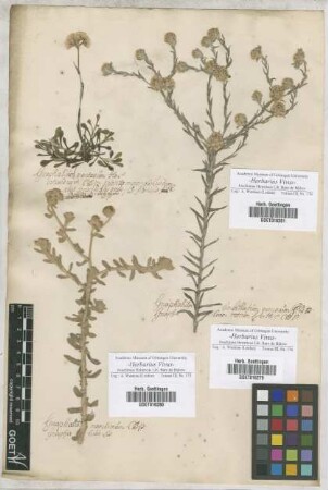 Gnaphalium