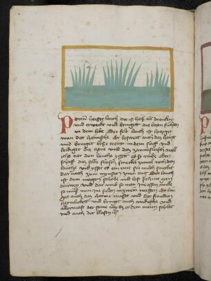 Kräuterpflanze: Porrum (Allium porrum / Liliaceae) / Lauch, Porree; (aus Konrads von Megenberg "Buch der Natur"