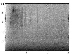 Haushund | Canis lupus f. familiaris - Winseln