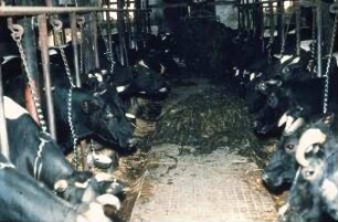 Fotografie: Fütterungstechnik, Greiferanlage, Milchviehhaltung, Anbindestall, Futtertisch