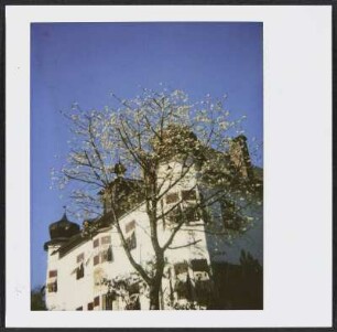 Blühender Baum vorm Schloss Stumm