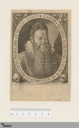 [Bildnis Caspar Bauhin] : Casparvs Bavhinvs Basileensis D. Eivseq: Acad. Anatomicvs et Botanicvs Profes...
