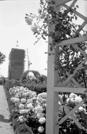 Rosenblüte im Stadtgarten