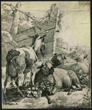 Roos, Joh. Heinrich Ziege u. Schafe