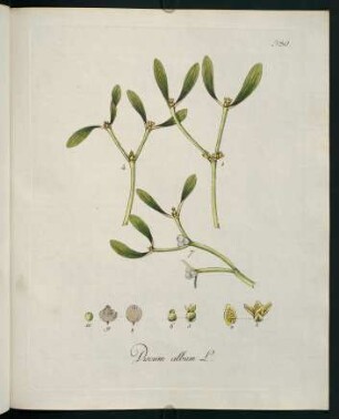 Viscum album L.
