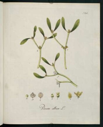 Viscum album L.