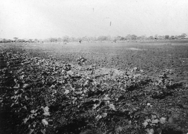 Kondoa: 7-week-old cotton