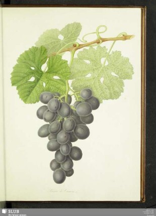 Raisin De Carmes