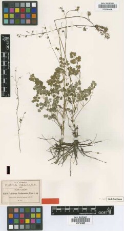 Thalictrum pachucense Rose [type]