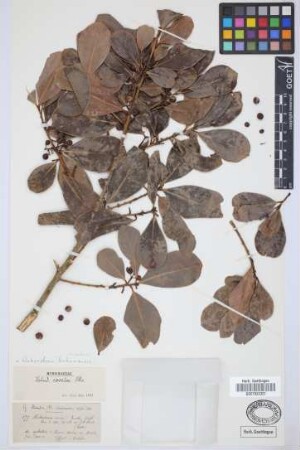 Heberdenia excelsa (Ait.) Banks ex Roem. & Schult.
